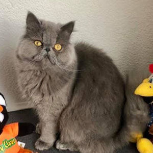 Meet your Posher, Rosemary